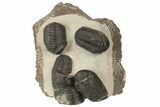 Cluster Of Four Austerops Trilobite - Jorf, Morocco #186742-5